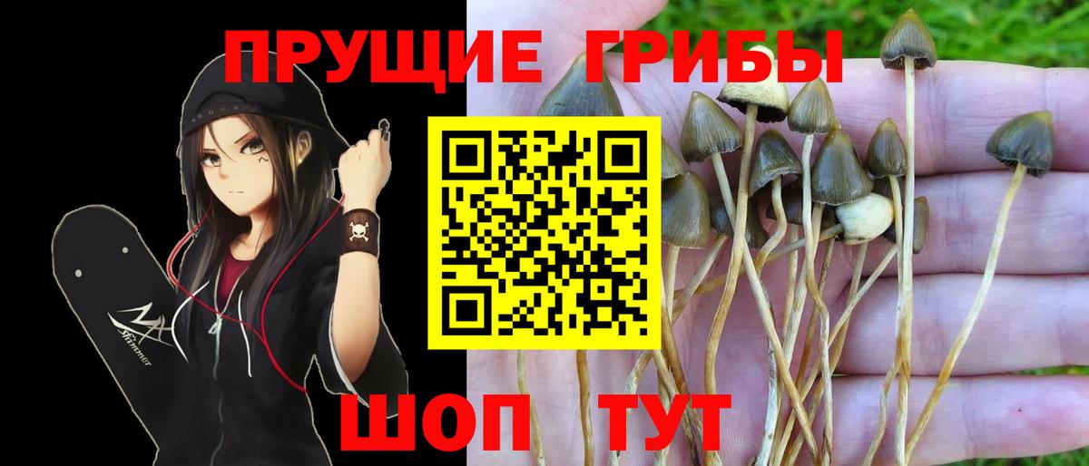 Галлюциногенные грибы Psilocybine cubensis Вятские Поляны